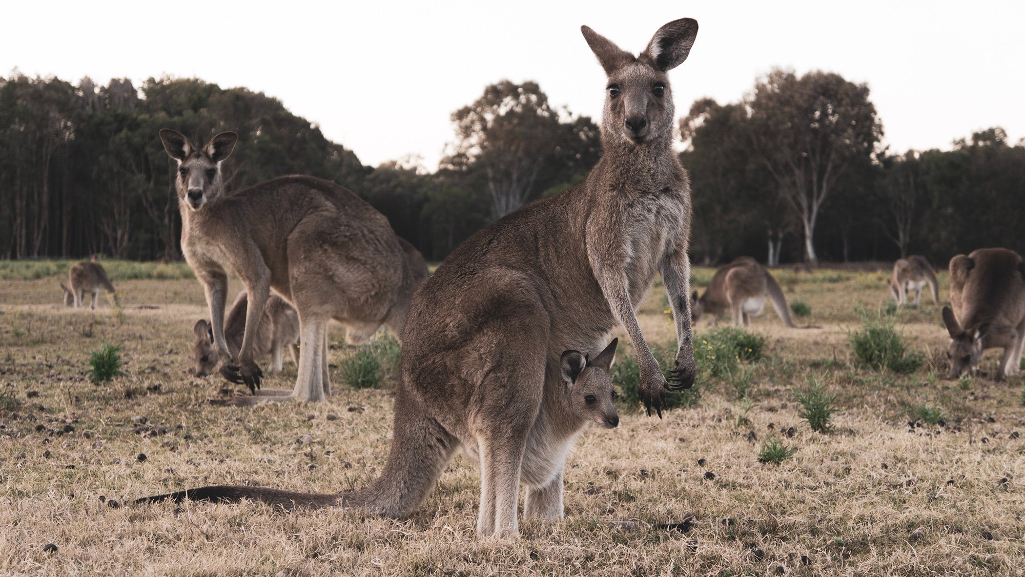 How To Speak Australian